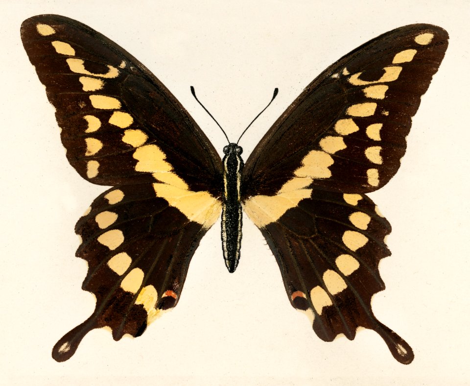 Giant Swallowtail (Papilio Cresphontes) from Moths and butterflies of the United States (1900) by Sherman F. Denton (1856-1937). Digitally enhanced from our own publication.