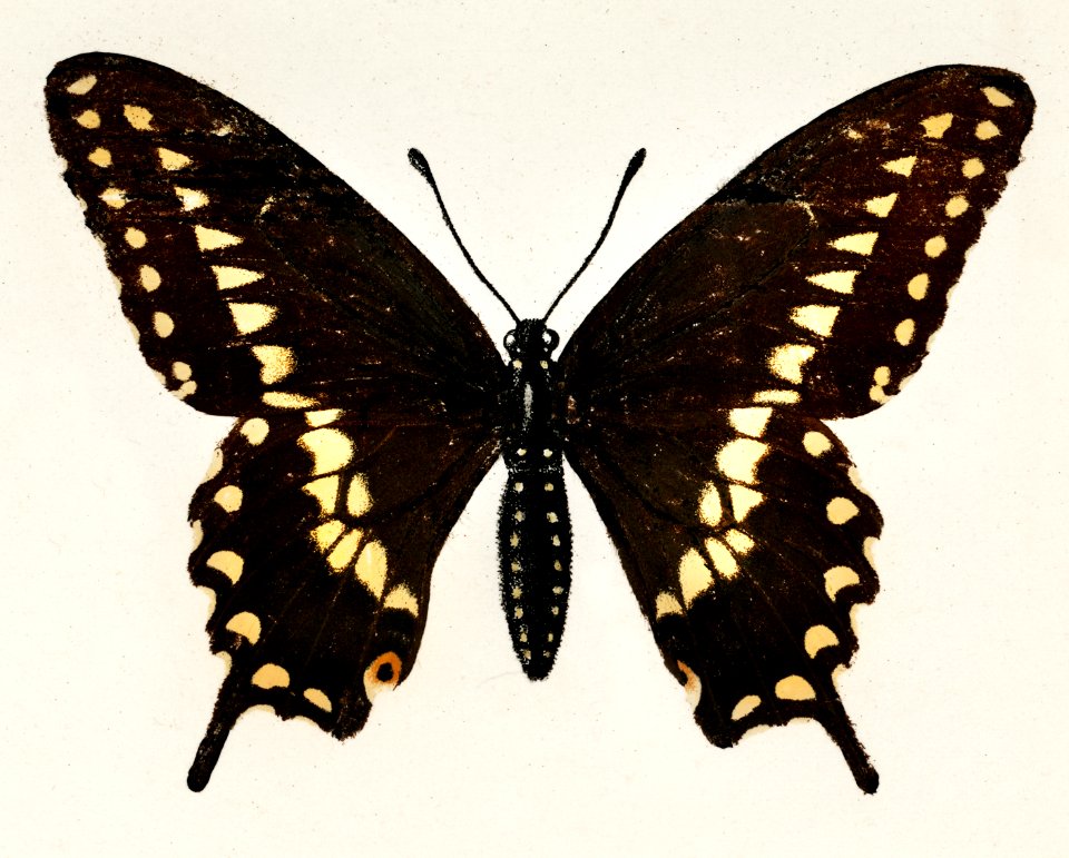 Black Swallowtail (Papilio Asterias) from Moths and butterflies of the United States (1900) by Sherman F. Denton (1856-1937). Digitally enhanced from our own publication.