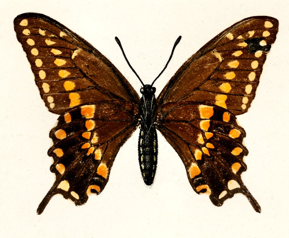 Black Swallowtail (Papilio Asterias) from Moths and butterflies of the United States (1900) by Sherman F. Denton (1856-1937). Digitally enhanced from our own publication.