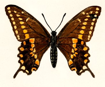 Black Swallowtail (Papilio Asterias) from Moths and butterflies of the United States (1900) by Sherman F. Denton (1856-1937). Digitally enhanced from our own publication.