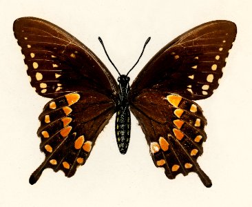 Spicebush Swallowtail (Papilio Troilus) from Moths and butterflies of the United States (1900) by Sherman F. Denton (1856-1937). Digitally enhanced from our own publication.