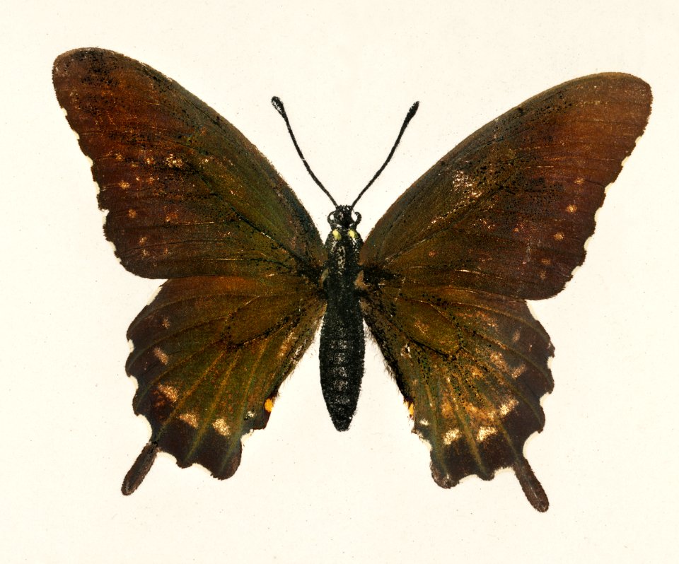 Blue Swallowtail (Papilio Philenor) from Moths and butterflies of the United States (1900) by Sherman F. Denton (1856-1937). Digitally enhanced from our own publication.