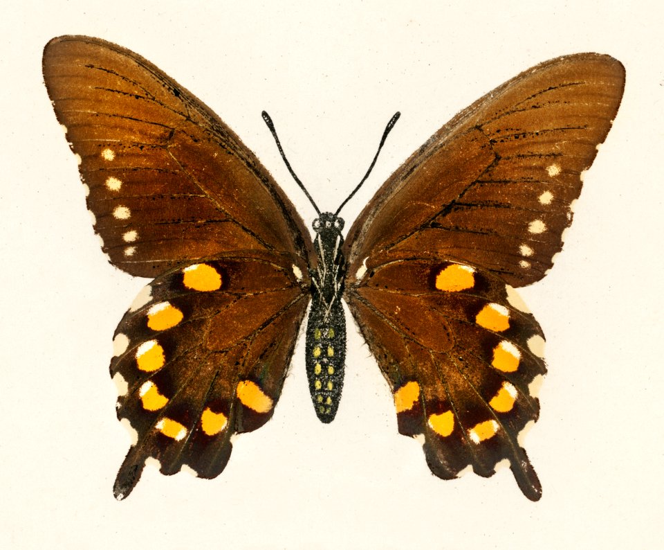 Blue Swallowtail (Papilio Philenor) from Moths and butterflies of the United States (1900) by Sherman F. Denton (1856-1937). Digitally enhanced from our own publication.
