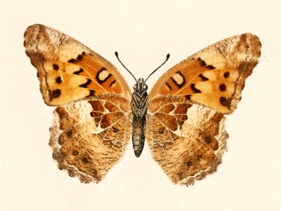 Variegated Fritillary (Euptoieta Claudia) from Moths and butterflies of the United States (1900) by Sherman F. Denton (1856-1937). Digitally enhanced from our own publication.