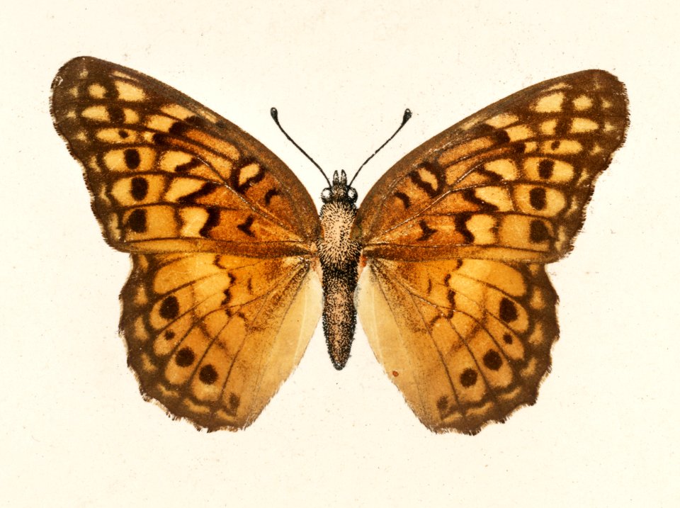 Variegated Fritillary (Euptoieta Claudia) from Moths and butterflies of the United States (1900) by Sherman F. Denton (1856-1937). Digitally enhanced from our own publication.