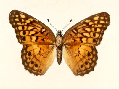 Variegated Fritillary (Euptoieta Claudia) from Moths and butterflies of the United States (1900) by Sherman F. Denton (1856-1937). Digitally enhanced from our own publication.