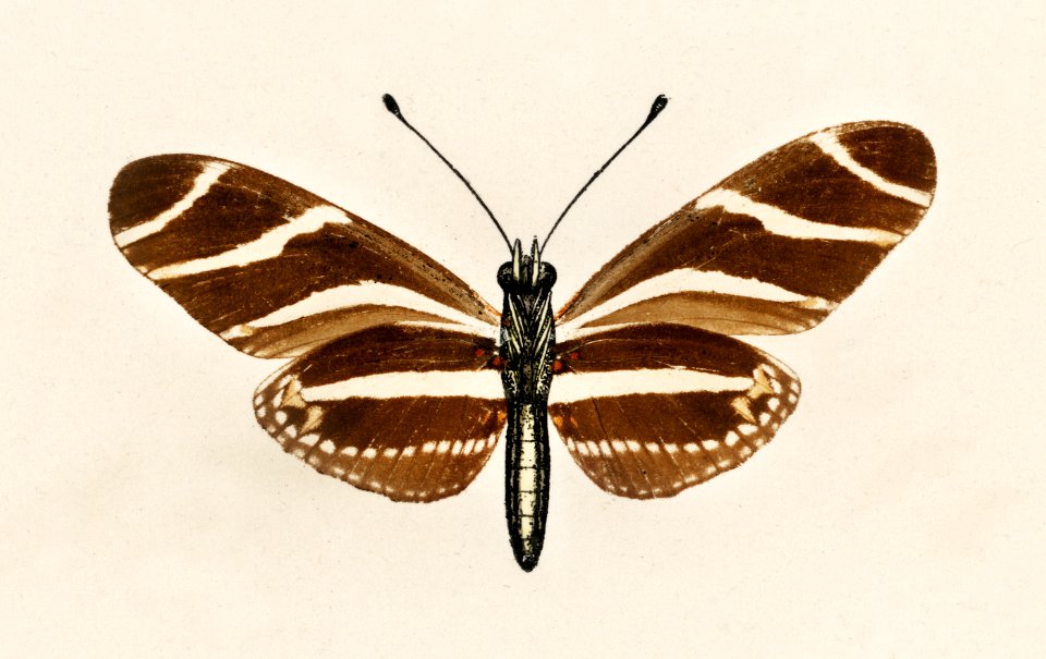 Zebra Longwing (Heliconia Charitonia) from Moths and butterflies of the United States (1900) by Sherman F. Denton (1856-1937). Digitally enhanced from our own publication.