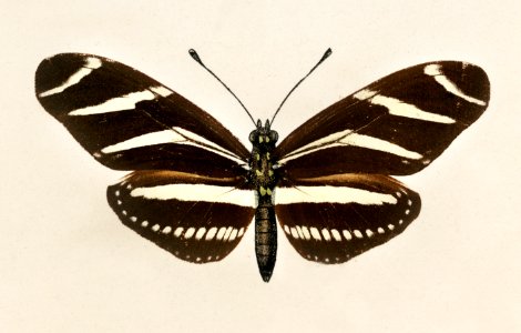 Zebra Longwing (Heliconia Charitonia) from Moths and butterflies of the United States (1900) by Sherman F. Denton (1856-1937). Digitally enhanced from our own publication.. Free illustration for personal and commercial use.