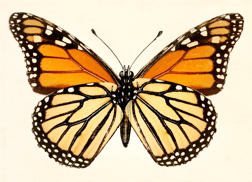 Monarch Butterfly (Danais Archippus) from Moths and butterflies of the United States (1900) by Sherman F. Denton (1856-1937). Digitally enhanced from our own publication.