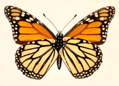 Monarch Butterfly (Danais Archippus) from Moths and butterflies of the United States (1900) by Sherman F. Denton (1856-1937). Digitally enhanced from our own publication.. Free illustration for personal and commercial use.