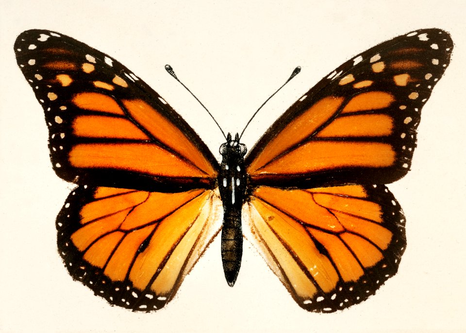 Monarch Butterfly (Danais Archippus) from Moths and butterflies of the United States (1900) by Sherman F. Denton (1856-1937). Digitally enhanced from our own publication.