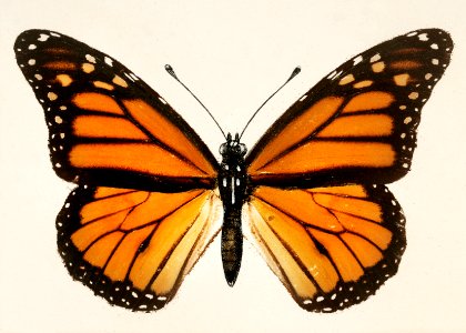 Monarch Butterfly (Danais Archippus) from Moths and butterflies of the United States (1900) by Sherman F. Denton (1856-1937). Digitally enhanced from our own publication.. Free illustration for personal and commercial use.