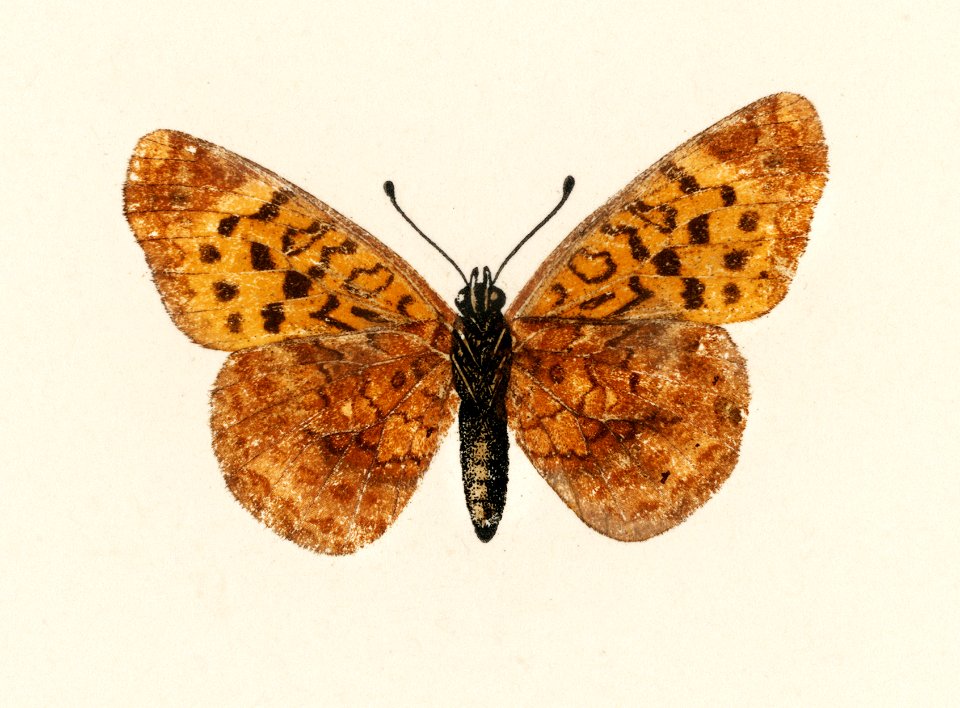 Meadow Fritillary (Argynnis Bellona) from Moths and butterflies of the United States (1900) by Sherman F. Denton (1856-1937). Digitally enhanced from our own publication.
