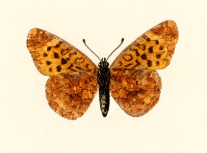 Meadow Fritillary (Argynnis Bellona) from Moths and butterflies of the United States (1900) by Sherman F. Denton (1856-1937). Digitally enhanced from our own publication.