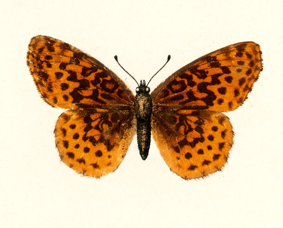 Meadow Fritillary (Argynnis Bellona) from Moths and butterflies of the United States (1900) by Sherman F. Denton (1856-1937). Digitally enhanced from our own publication.