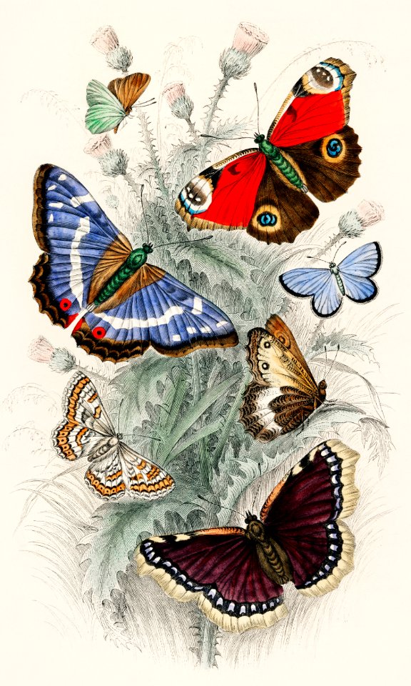 Peacock Butterfly, Camberwall Beauty, Purple Emperor, Glanville Fritillary, Grayling Butterfly, Green Hair Streak, and Silver Studded Blue Butterfly from A history of the earth and animated nature (1820) by Oliver Goldsmith (1730-1774). Digitally enhanced from our own original edition.