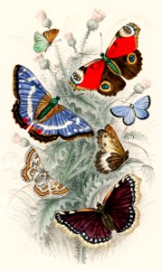 Peacock Butterfly, Camberwall Beauty, Purple Emperor, Glanville Fritillary, Grayling Butterfly, Green Hair Streak, and Silver Studded Blue Butterfly from A history of the earth and animated nature (1820) by Oliver Goldsmith (1730-1774). Digitally enhanced from our own original edition.
