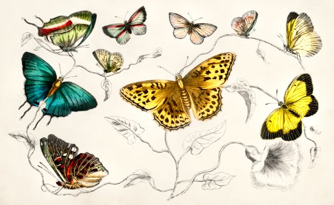 Collection of various butterflies from A history of the earth and animated nature (1820) by Oliver Goldsmith (1730-1774). Digitally enhanced from our own original edition.. Free illustration for personal and commercial use.