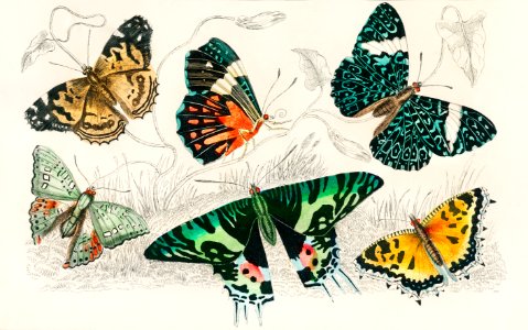 Collection of Various Butterflies from A history of the earth and animated nature (1820) by Oliver Goldsmith (1730-1774). Digitally enhanced from our own original edition.