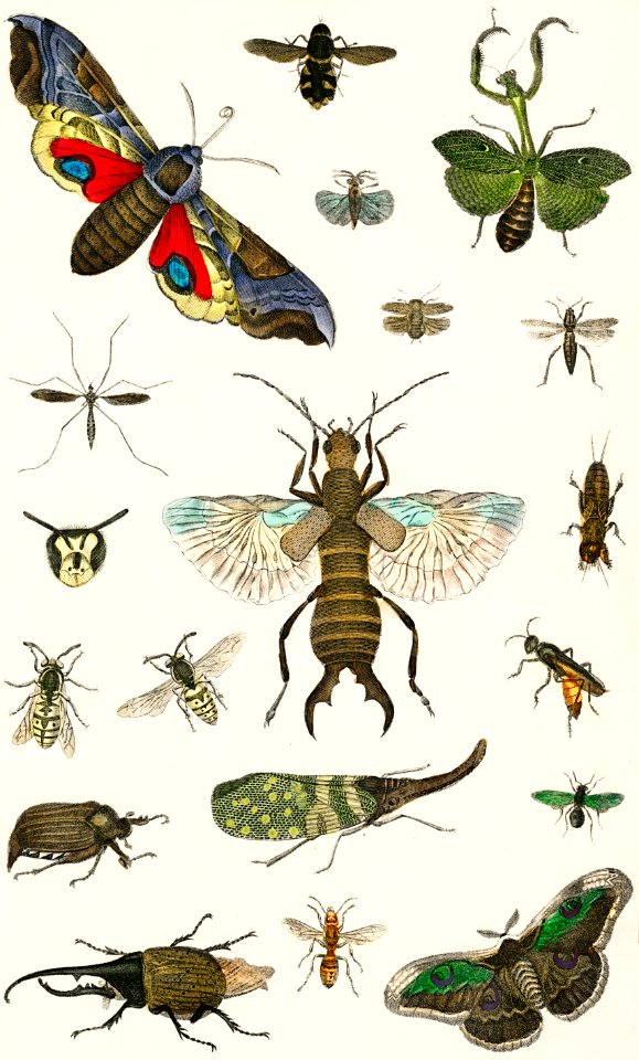 Collection of various insects from A history of the earth and animated nature (1820) by Oliver Goldsmith (1730-1774). Digitally enhanced from our own original edition.