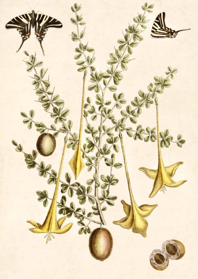 Frutex spinofus from The Natural History of Carolina, Florida, and the Bahama Islands (1754) by Mark Catesby (1683-1749).