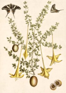 Frutex spinofus from The Natural History of Carolina, Florida, and the Bahama Islands (1754) by Mark Catesby (1683-1749).