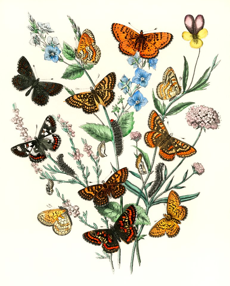 Illustrations from the book European Butterflies and Moths by William Forsell Kirby (1882), a kaleidoscope of fluttering butterflies and caterpillars. Digitally enhanced from our own original plate.