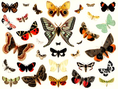 Antique Butterfly and Moth Lithograph Original Antique Insect Print by an unknown artist (1894), a collage of beautifully colourful butterflies and moths. Digitally enhanced from our own original plate.. Free illustration for personal and commercial use.