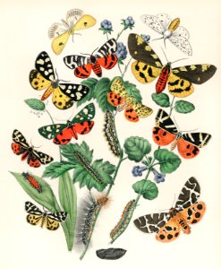 Illustrations from the book European Butterflies and Moths by William Forsell Kirby (1882), a kaleidoscope of fluttering butterflies and caterpillars. Digitally enhanced from our own original plate.