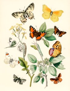 Illustrations from the book of European Butterflies and Moths by William Forsell Kirby (1882), a kaleidoscope of fluttering butterflies and caterpillars. Digitally enhanced from our own original plate.. Free illustration for personal and commercial use.
