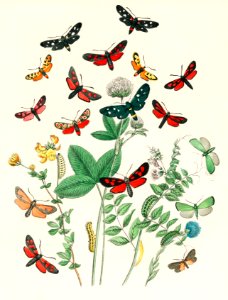 Illustrations from the book European Butterflies and Moths by William Forsell Kirby (1882), a kaleidoscope of fluttering butterflies and caterpillars. Digitally enhanced from our own original plate.. Free illustration for personal and commercial use.