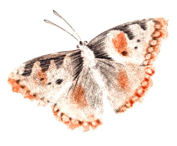 A butterfly by Johan Teyler (1648-1709).. Free illustration for personal and commercial use.