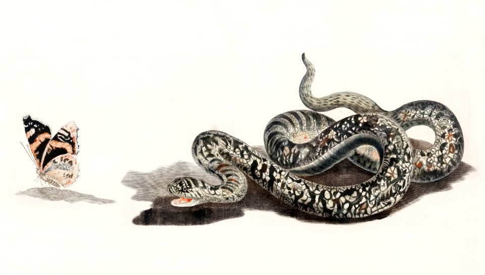 A snake with a butterfly by Johan Teyler (1648 -1709).