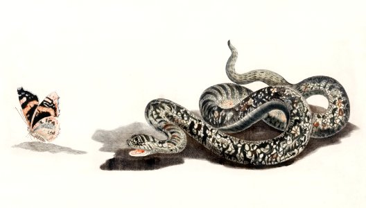 A snake with a butterfly by Johan Teyler (1648 -1709).. Free illustration for personal and commercial use.