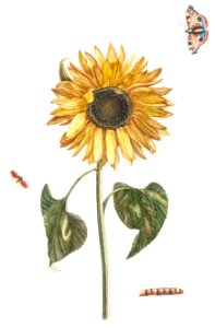 A sunflower, a caterpillar and two butterflies by Johan Teyler (1648-1709).