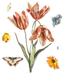 Flowers, butterflies and a fly by Johan Teyler (1648-1709).. Free illustration for personal and commercial use.