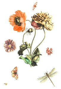 Three poppies, two butterflies, a fly and a dragonfly by Johan Teyler (1648-1709).. Free illustration for personal and commercial use.