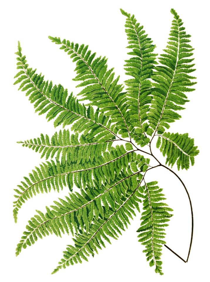 Adiantum Curvatum from Ferns: British and Exotic (1856-1860) by Edward Joseph Lowe.