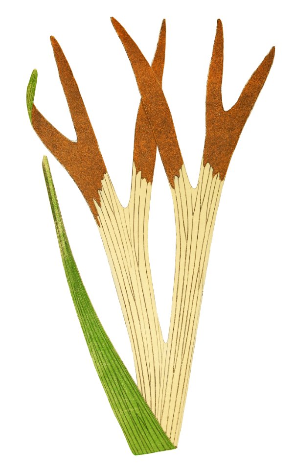 Platycerium Alcicorne (Staghorn Fern) from Ferns: British and Exotic (1856-1860) by Edward Joseph Lowe.