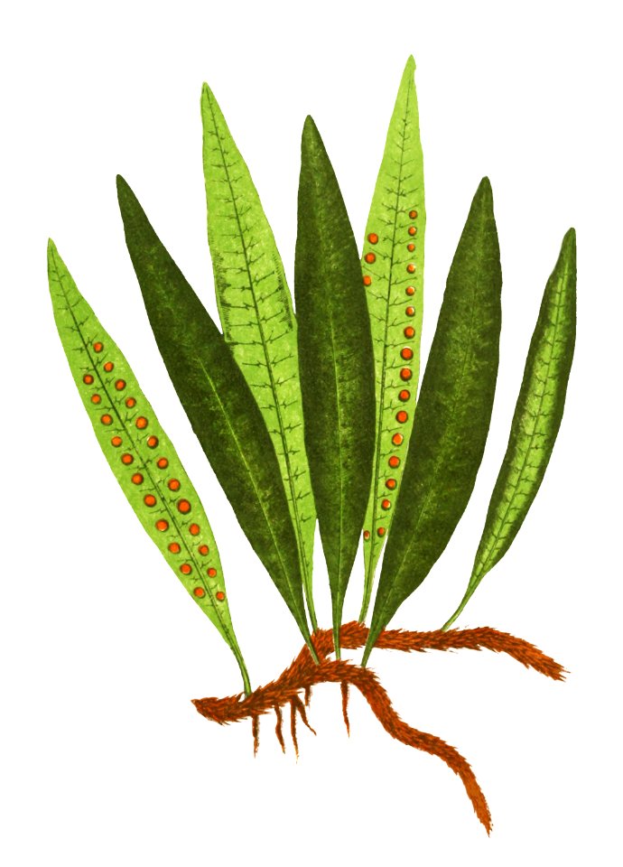 Polypodium Lycopodioides from Ferns: British and Exotic (1856-1860) by Edward Joseph Lowe.