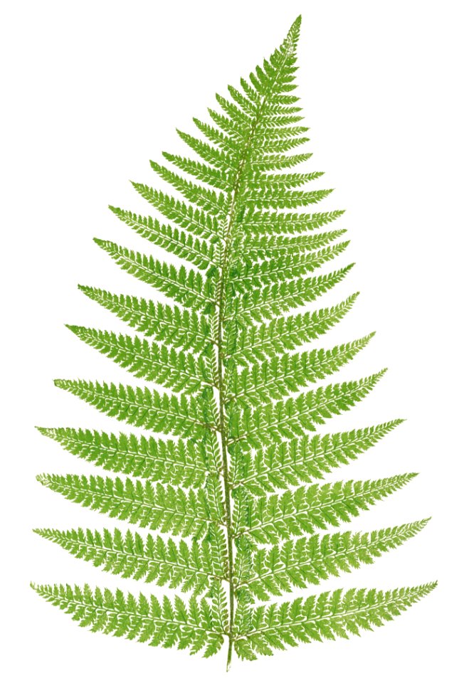Aspidium Angulare. V. Tripinnatum from Ferns: British and Exotic (1856-1860) by Edward Joseph Lowe.