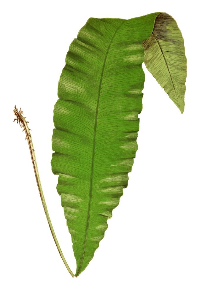 Acrostichum Crassinerve from Ferns: British and Exotic (1856-1860) by Edward Joseph Lowe.