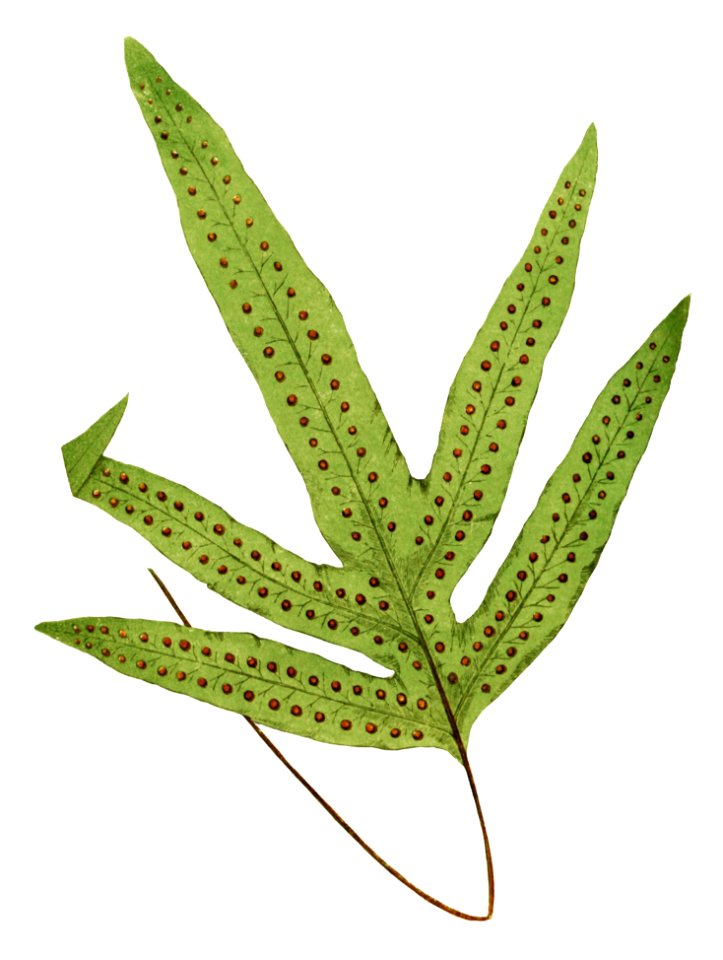 Polypodium Peltideum from Ferns: British and Exotic (1856-1860) by Edward Joseph Lowe.