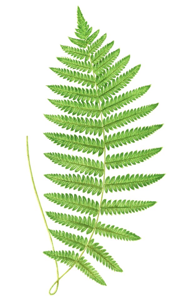 Aspidium Thelypteris from Ferns: British and Exotic (1856-1860) by Edward Joseph Lowe.