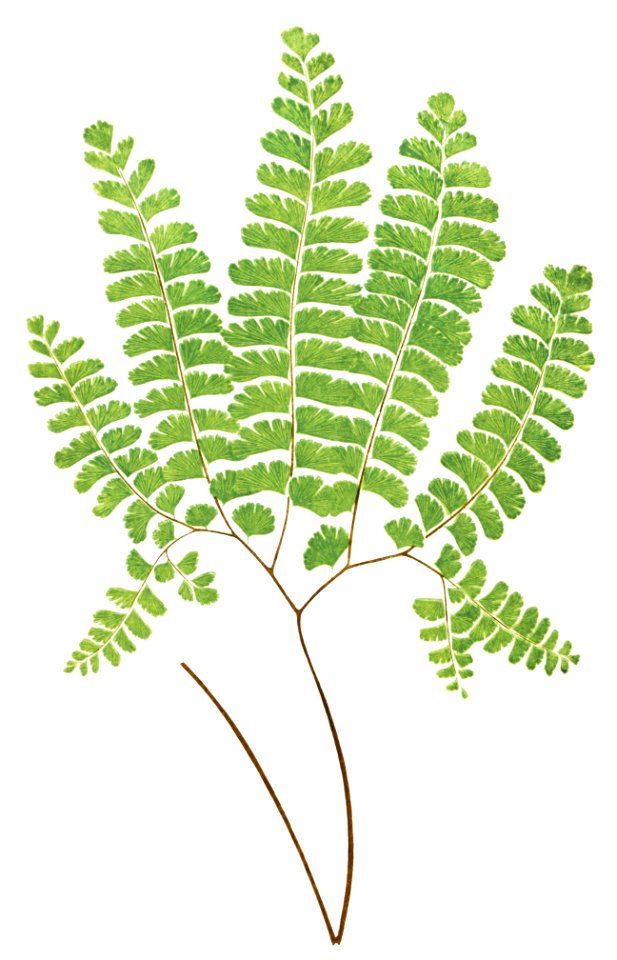 Adiantum Pedatum (Northern Maidenhair Fern) from Ferns: British and Exotic (1856-1860) by Edward Joseph Lowe.