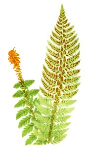 Aspidium Aculeatum from Ferns: British and Exotic (1856-1860) by Edward Joseph Lowe.. Free illustration for personal and commercial use.