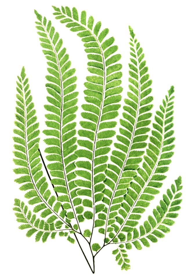 Adiantum Pubescens from Ferns: British and Exotic (1856-1860) by Edward Joseph Lowe.