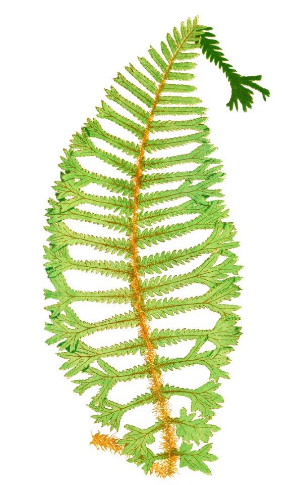 Dryopteris Filix–Mas Cristata from Ferns: British and Exotic (1856-1860) by Edward Joseph Lowe.