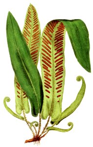 Asplenium Vulgare from Ferns: British and Exotic (1856-1860) by Edward Joseph Lowe.
