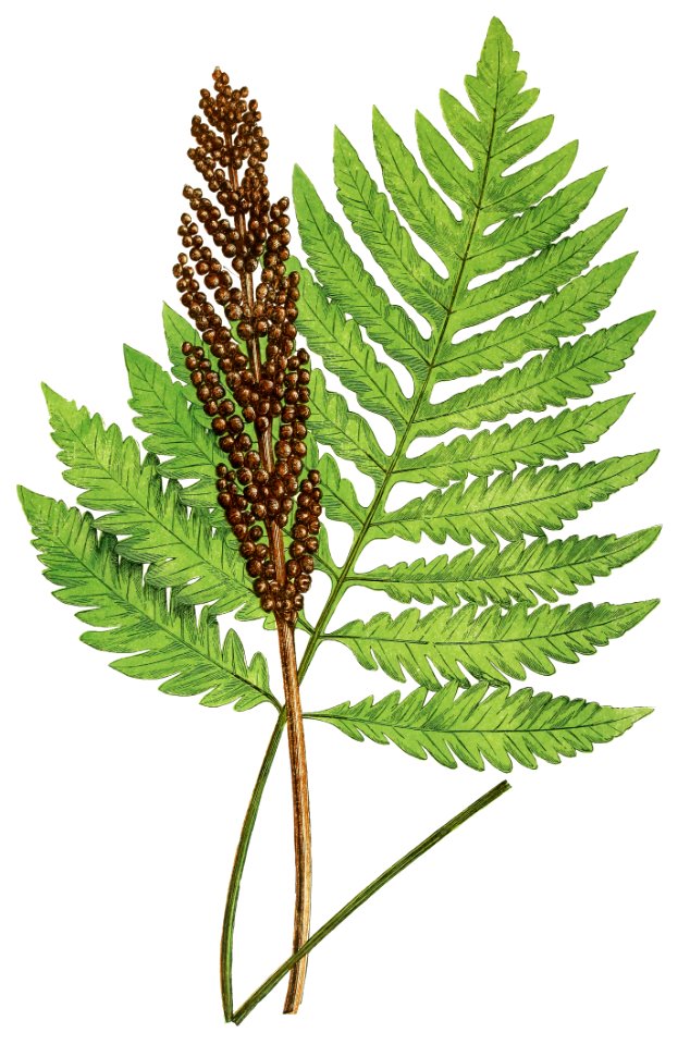 Onoclea Sensibilis (Sensitive Fern) from Ferns: British and Exotic (1856-1860) by Edward Joseph Lowe.